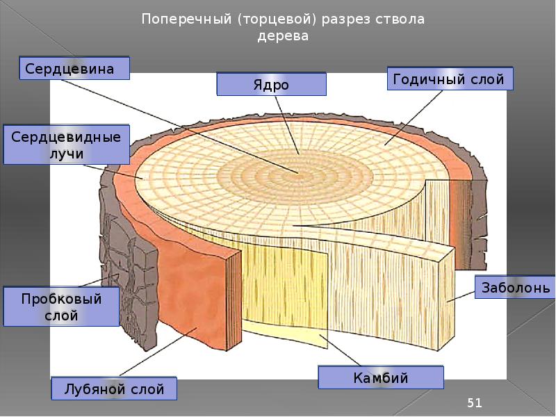 Рисунок древесного среза 8 букв