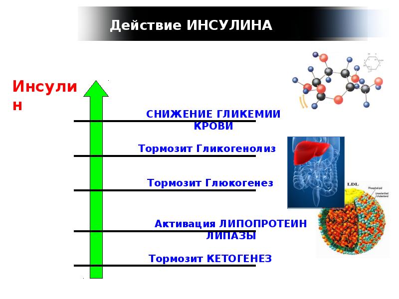 Как понизить инсулин в организме. Тормозящие эффекты инсулина. Гликогенолиз при сахарном диабете. Гликемия от лат. Гликемия фото презентация.