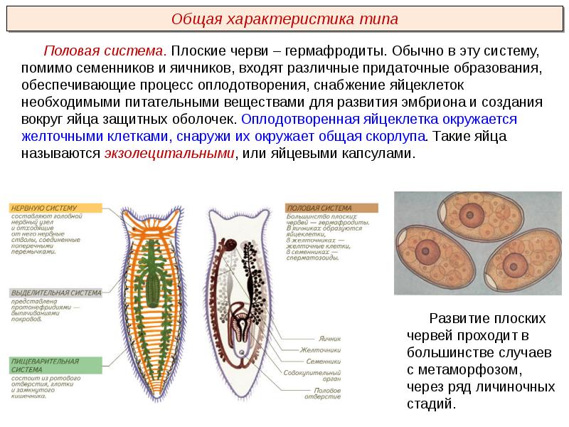 Тип плоские черви презентация