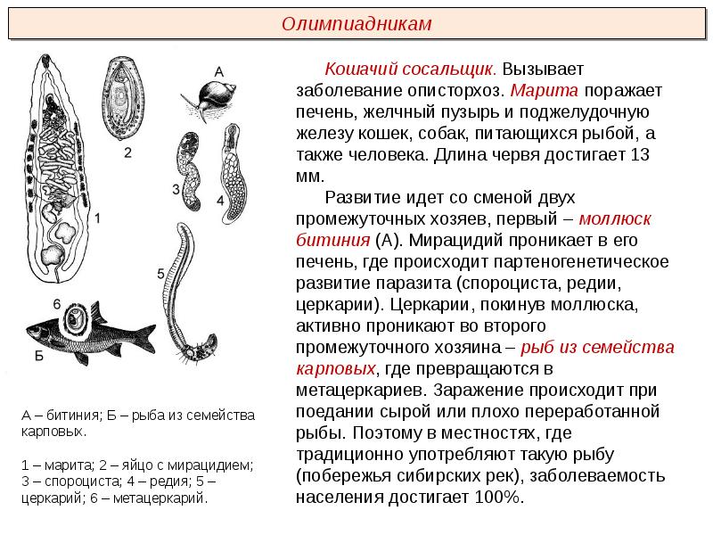 Яйца кошачьего сосальщика рисунок