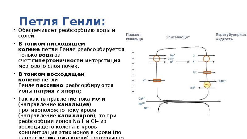 Петля генли