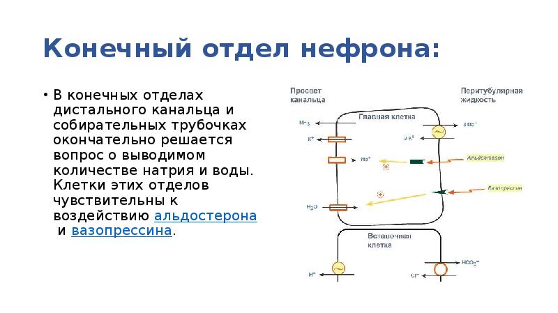 Биохимия почек и мочи биохимия презентация