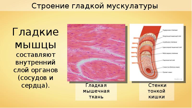 Паразитический образ жизни три слоя гладкой мускулатуры. Строение гладкой мускулатуры. Гладкие мышцы внутренних органов. Гладкая мышечная ткань кишечника. Гладкая мускулатура внутренних органов.
