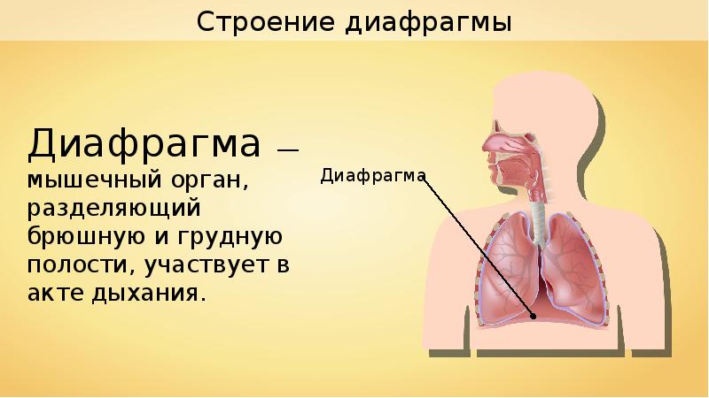 Анатомия и физиология диафрагмы презентация