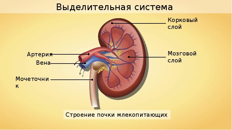 Выделительная система млекопитающих схема