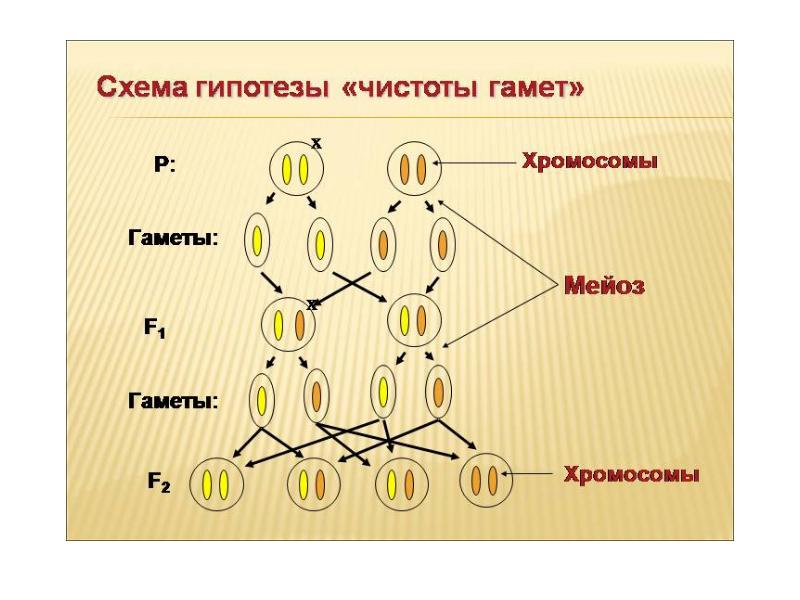 Запишите гаметы. Схема гипотезы чистоты гамет. Закон чистоты гамет Менделя цитологические основы. Цитологические основы чистоты гамет. Гипотеза чистоты гамет Менделя.