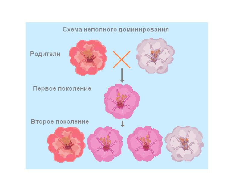 Неполное доминирование схема