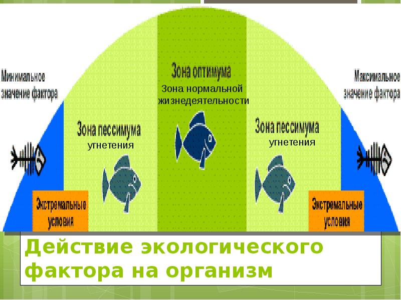 Влияние экологических факторов на разнообразие птиц проект