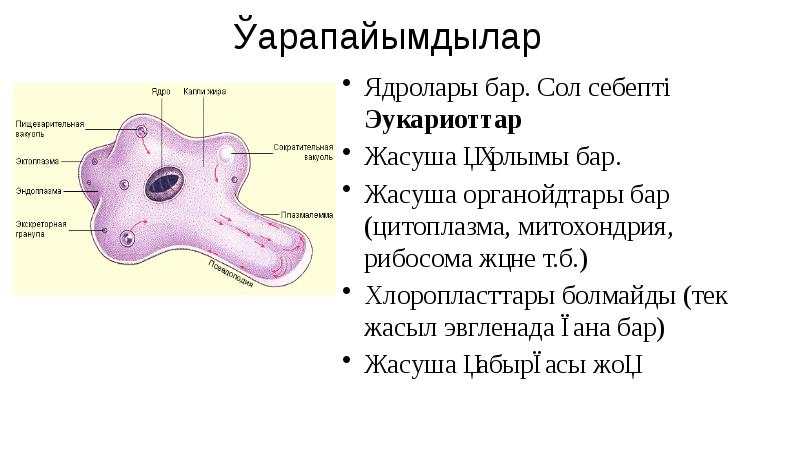 Қарапайымдылар
Ядролары бар. Сол себепті Эукариоттар
Жасуша құрлымы бар.
Жасуша Қарапайымдылар
Ядролары бар. Сол себепті Эукариоттар
Жасуша құрлымы бар.
Жасуша