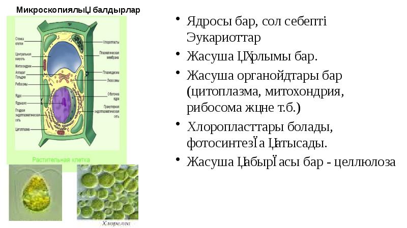 Микроскопиялық балдырлар
Ядросы бар, сол себепті Эукариоттар
Жасуша құрлымы бар.
Микроскопиялық балдырлар
Ядросы бар, сол себепті Эукариоттар
Жасуша құрлымы бар.