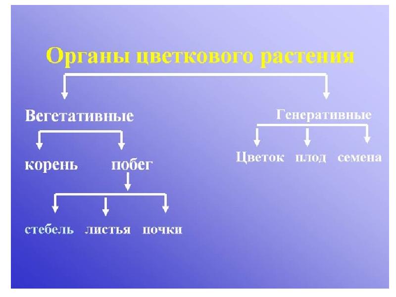 Органы цветкового растения 6 класс биология презентация