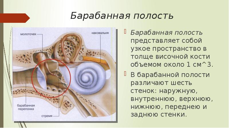 Анатомия среднего уха презентация