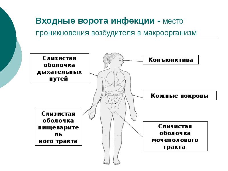 Входные ворота инфекции. Входные ворота коронавирусной инфекции. Входные ворота инфекции микробиология. Инфекции источники инфекции, пути передачи, входные ворота.. Входные ворота инфекции пути передачи инфекции.