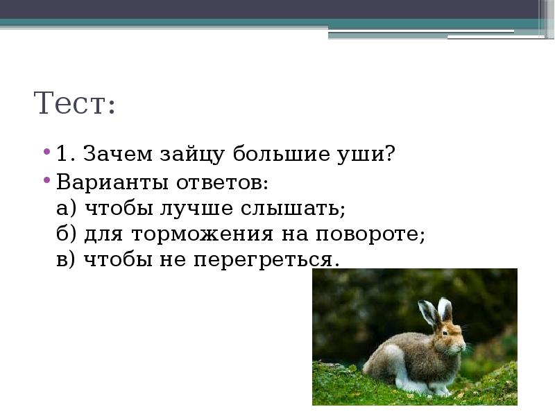 Как назвать зайца. Зачем зайцу большие уши. Почему у зайца большие уши. Экологическая разминка. Зачем зайцу длинные уши.