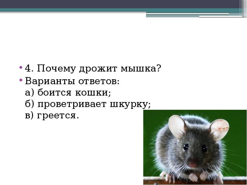 Почему трясутся. Почему дрожит мышка. Экологическая разминка для детей. Дрожащий мышонок. Разминка мышка.