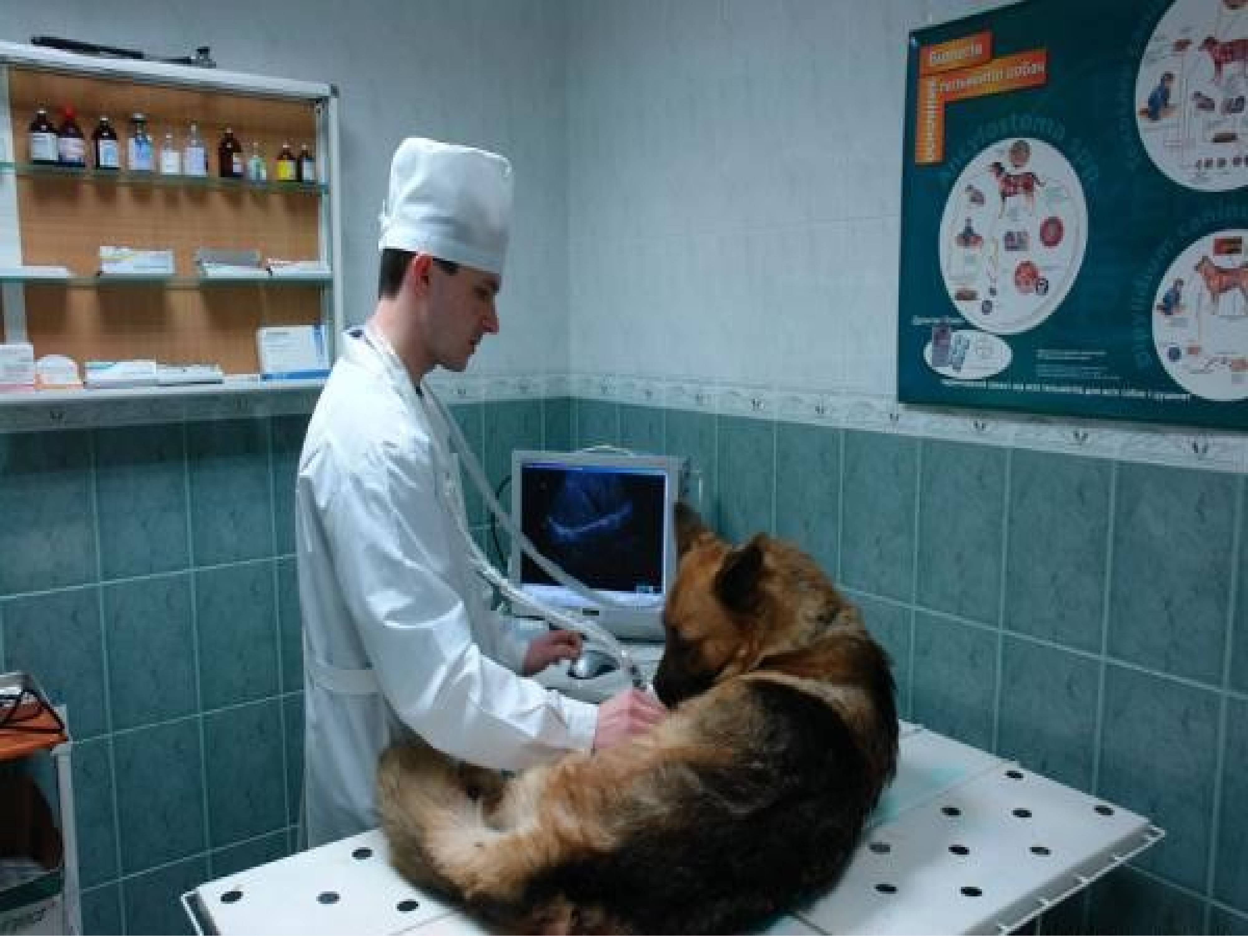 Ветеринария