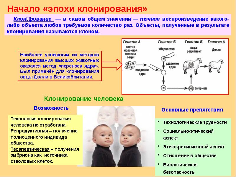 Генетические основы индивидуального развития презентация