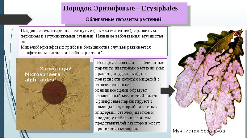 Фитопатогенные грибы презентация