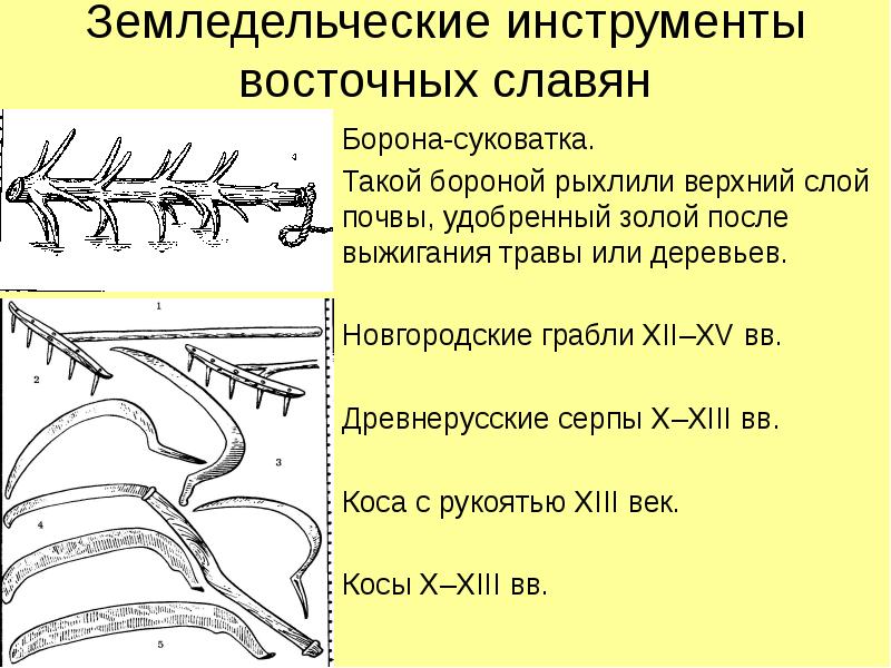 Борона суковатка фото