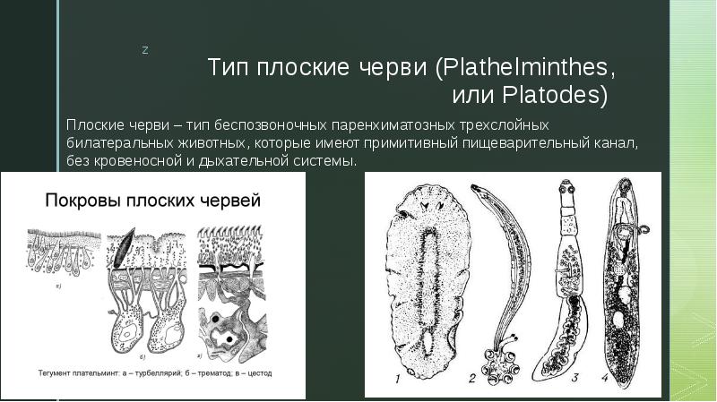 3 плоских червя