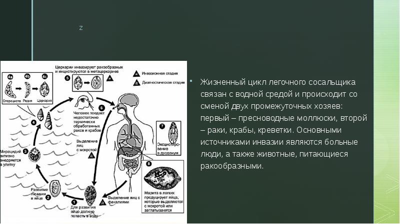 Жизненный цикл легочного сосальщика схема