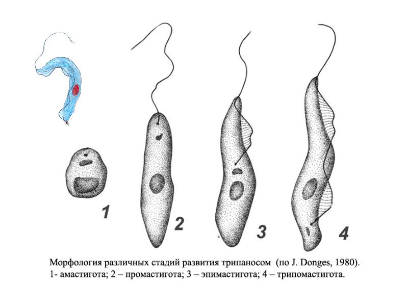 Лейшмания строение рисунок