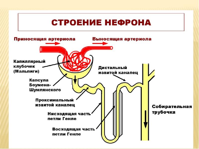 Биохимия печени презентация