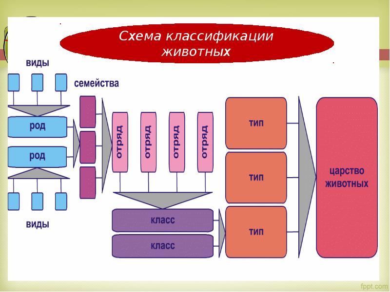 Систематика животных презентация