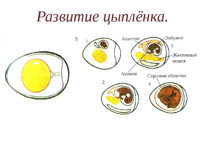 Проект размножение и развитие птиц