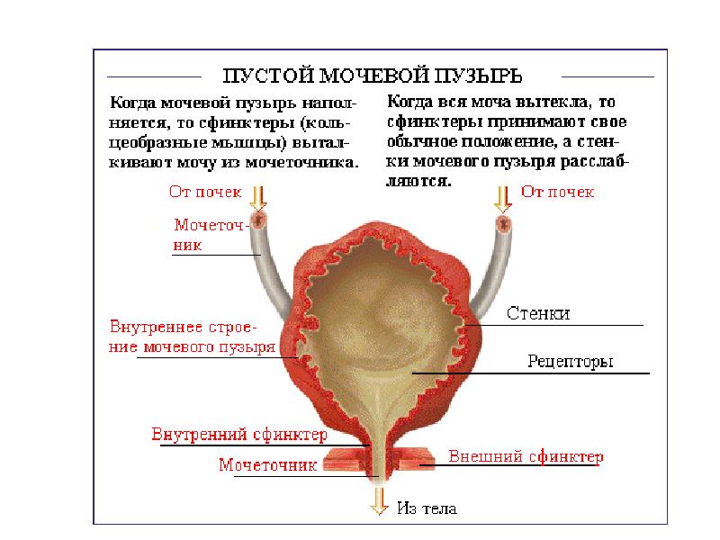 Уретра у женщин анатомия фото