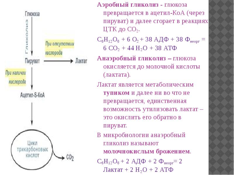 Анаэробный гликолиз схема