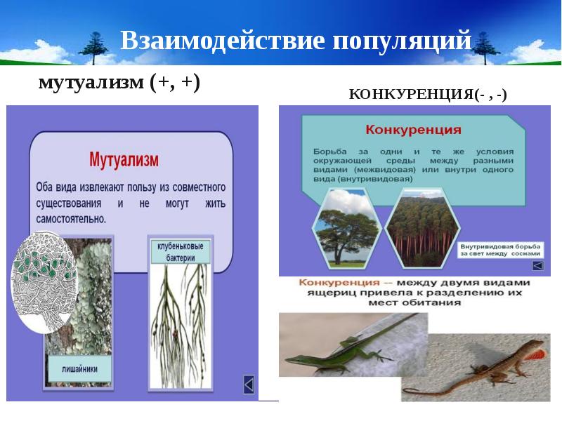 Взаимодействие популяций разных видов презентация 11 класс