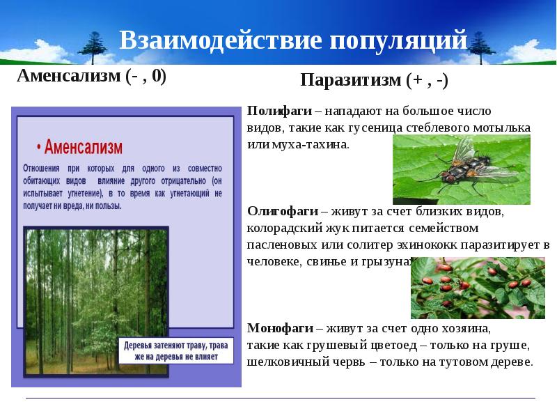 Типы взаимодействий популяций разных видов презентация 9 класс