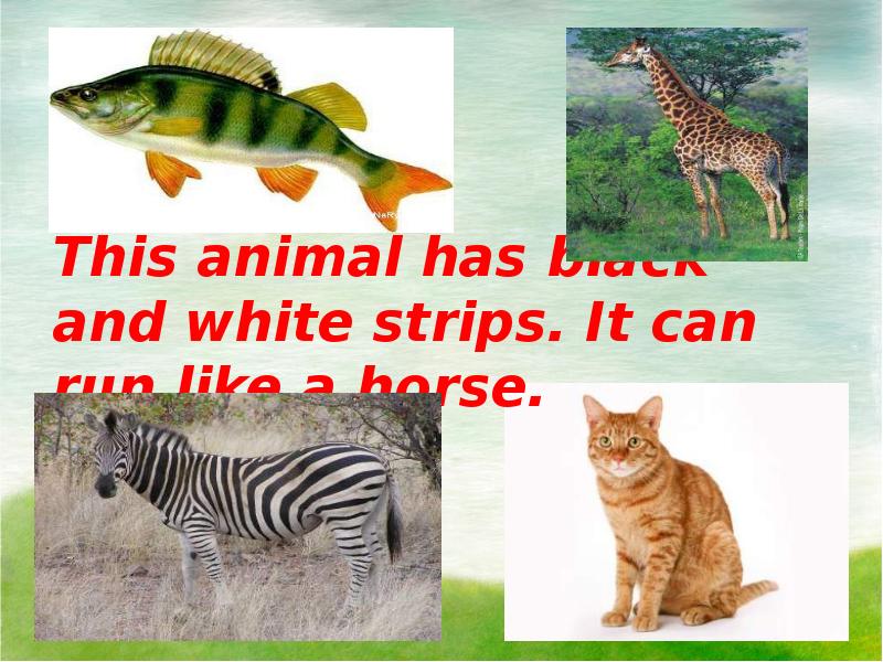 1 this is animal. This is животные. Comparative adjectives рисунок. Degrees of comparison для детей. Degrees of comparison of adjectives.