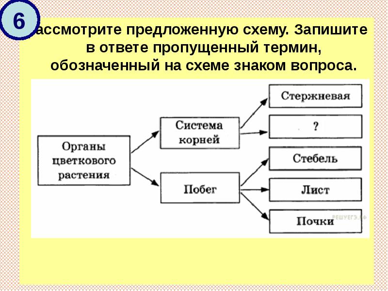 Рассмотрите схему запишите в ответе пропущенный термин в единственном числе