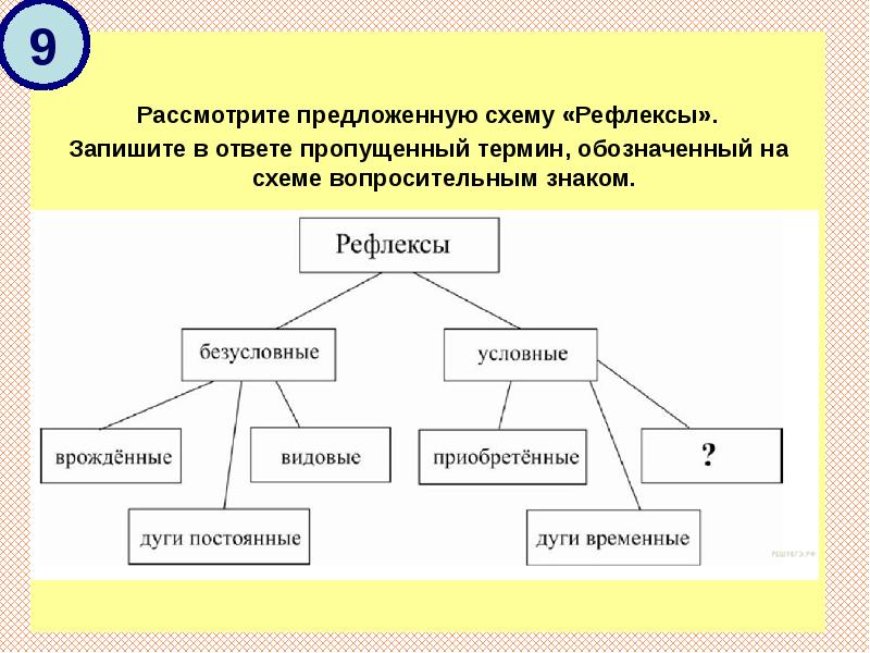 Запишите в ответе пропущенный термин обозначенный на схеме вопросительным знаком