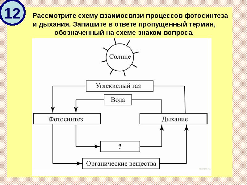 Схема дыхания фотосинтеза