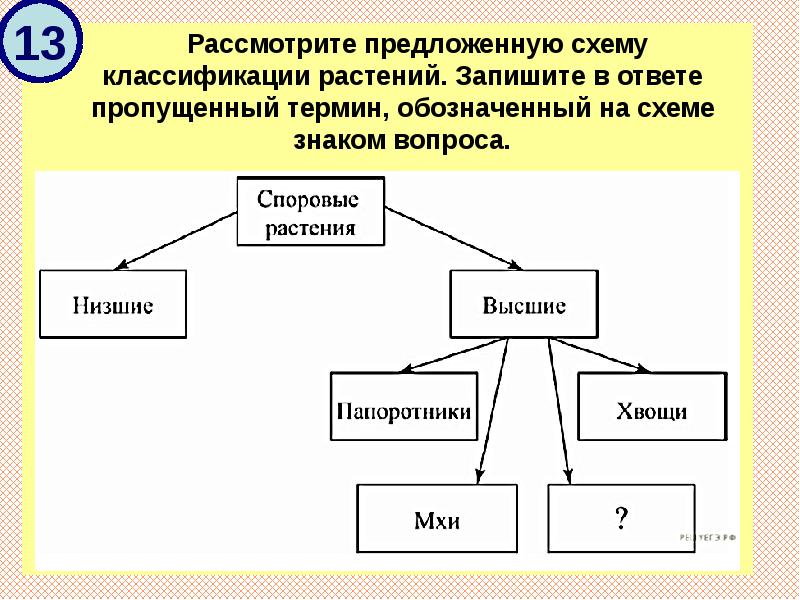 Запишите классификацию