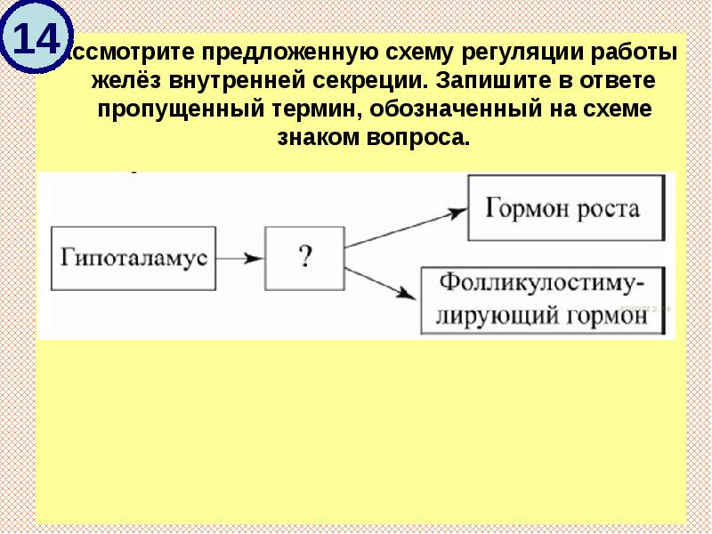 Рассмотрите предложенную схему регуляции работы желёз внутренней секреции. Запишите в ответе Рассмотрите предложенную схему регуляции работы желёз внутренней секреции. Запишите в ответе