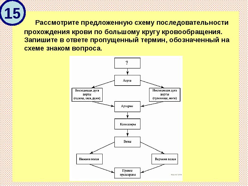 Рассмотрите схему запишите в ответ пропущенный термин обозначенный на схеме знаком вопроса