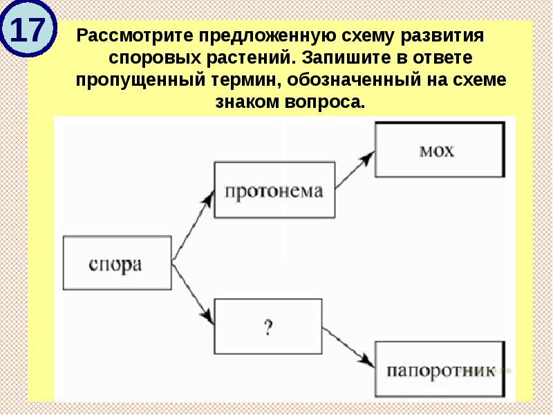 Рассмотрите предложенную схему классификации