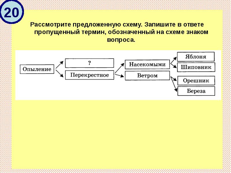 Рассмотрите предложенную схему запишите в ответе пропущенный термин