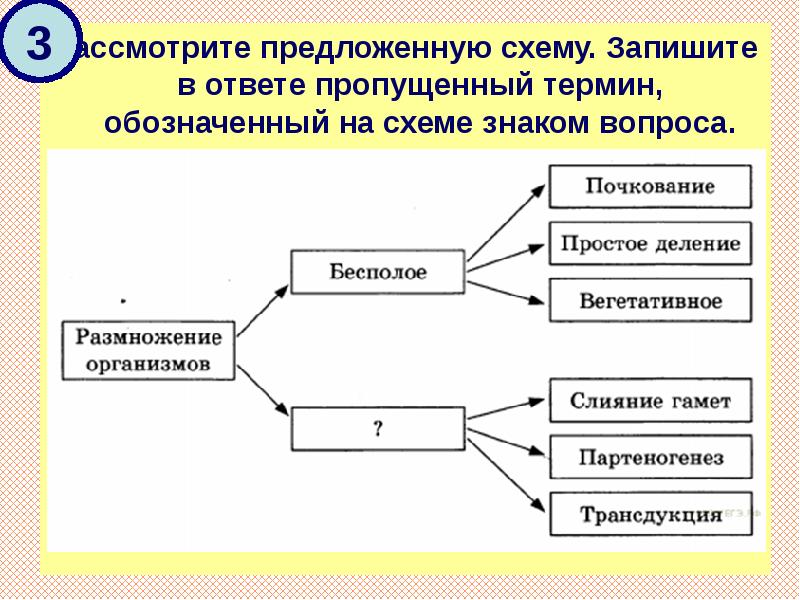 Рассмотрите схему запишите в ответ пропущенный термин обозначенный на схеме знаком вопроса