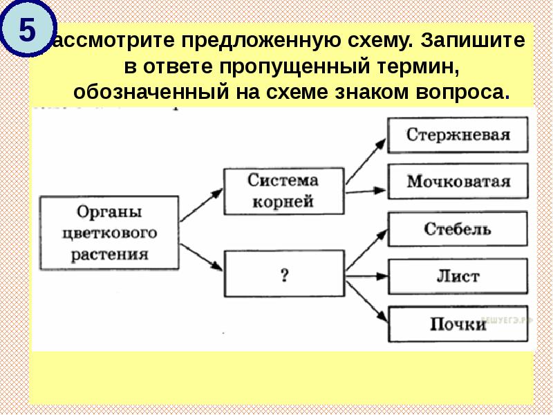 Рассмотрите предложенную схему запишите в ответе пропущенный термин обозначенный знаком вопроса