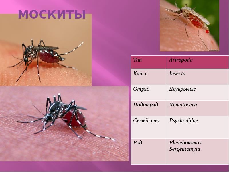 Презентация на тему москиты