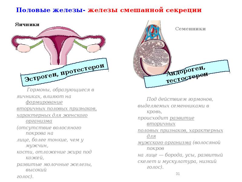 Половые железы картинки