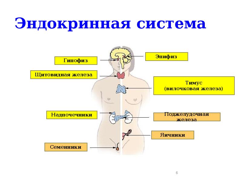 Эндокринная система гуморальная регуляция презентация 8 класс