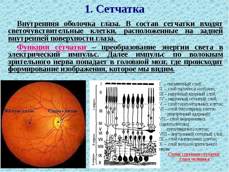 Схема нейрональной организации сетчатки