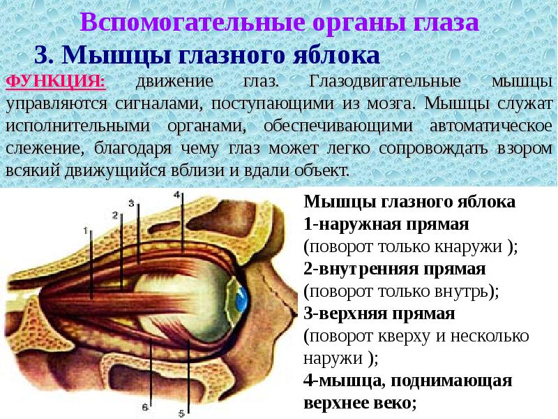 Глазодвигательный нерв мышцы. Глазные мышцы строение и функции. Мышцы глазного яблока функции. Глазодвигательные мышцы строение. Мышцы глаза функции.
