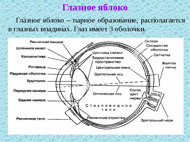 Общая схема глаза